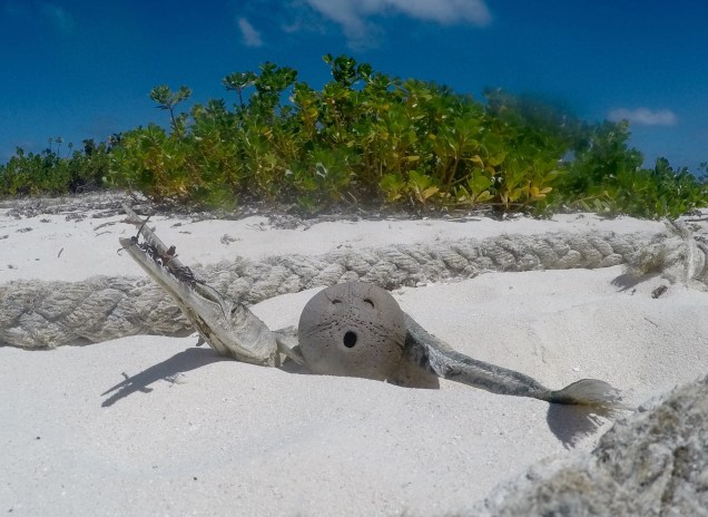 DCIM100GOPROGOPR1813.