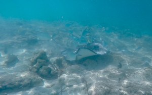 2015 12 14 SC Frame-23-01-2016