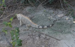 DCIM100GOPROGOPR0939.