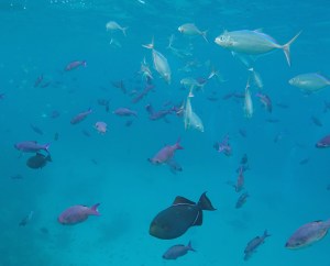 DCIM100GOPROGOPR1153.