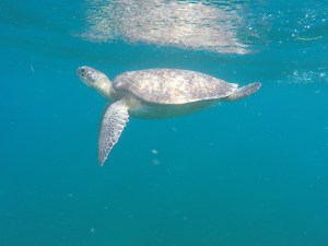 DCIM100GOPROGOPR1522.